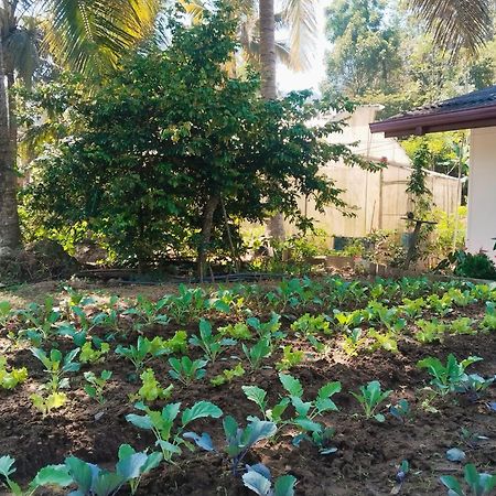 Ella Nature Valley Homestay المظهر الخارجي الصورة