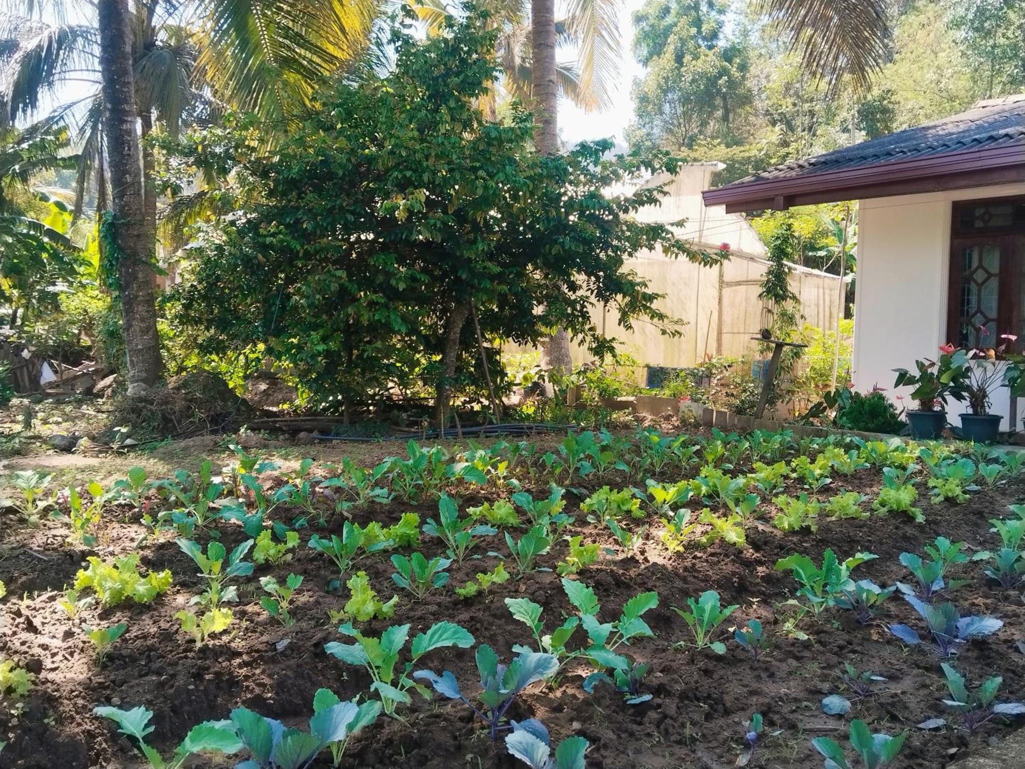 Ella Nature Valley Homestay المظهر الخارجي الصورة